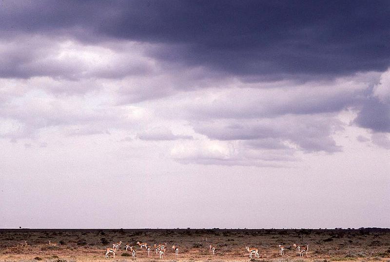 WT 1400 193-19 Kenya.jpg